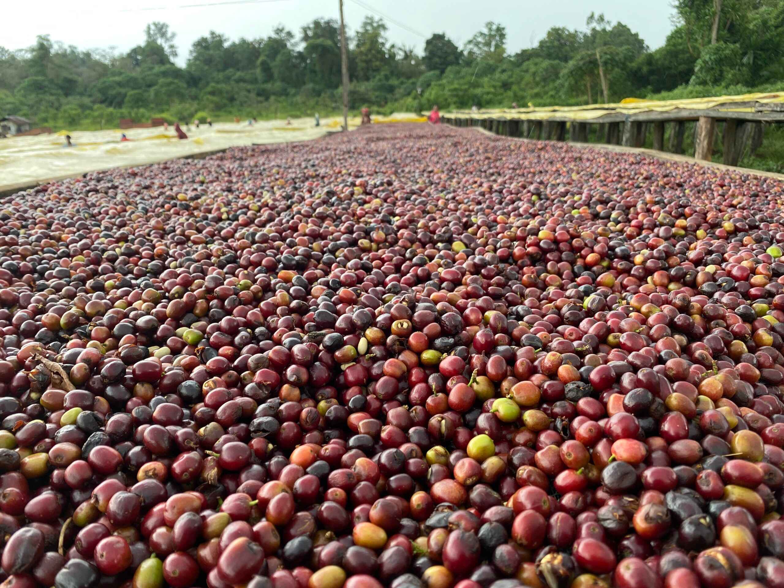 Jimma Natural Coffee - Noble Harvest