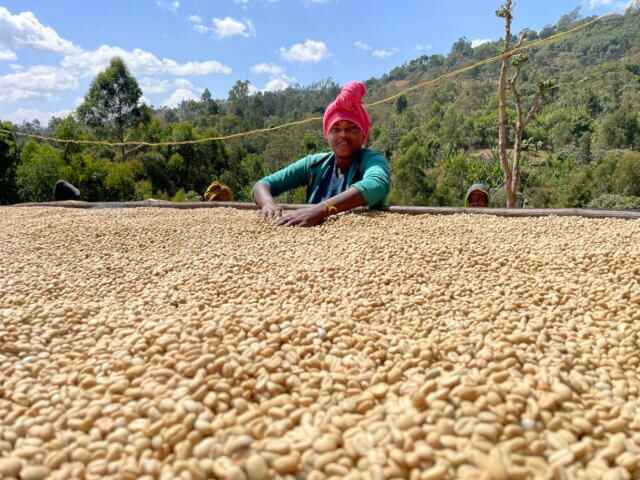 Lekempti Washed Coffee - Noble Harvest